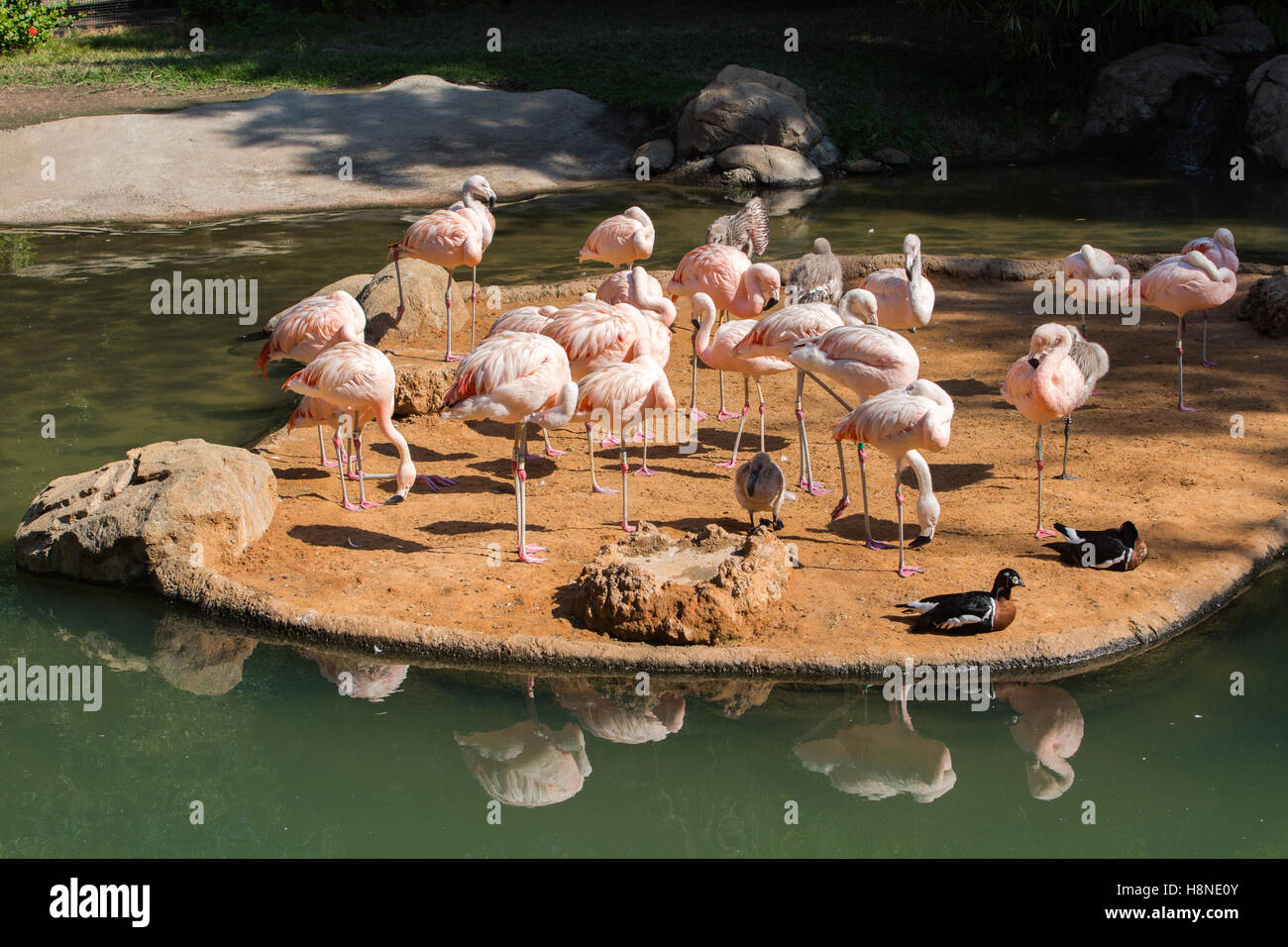 Flamingo Photo de Zoo de Houston Banque D'Images