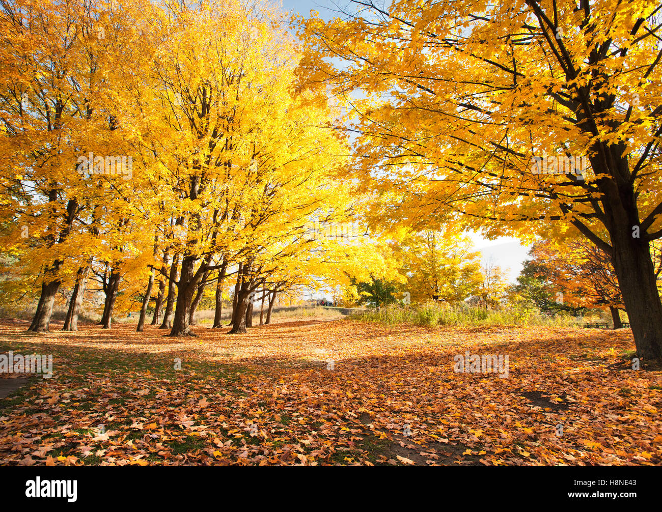 Érable dans le parc coloré au cours de l'automne l'automne les feuilles de couleur vive Banque D'Images