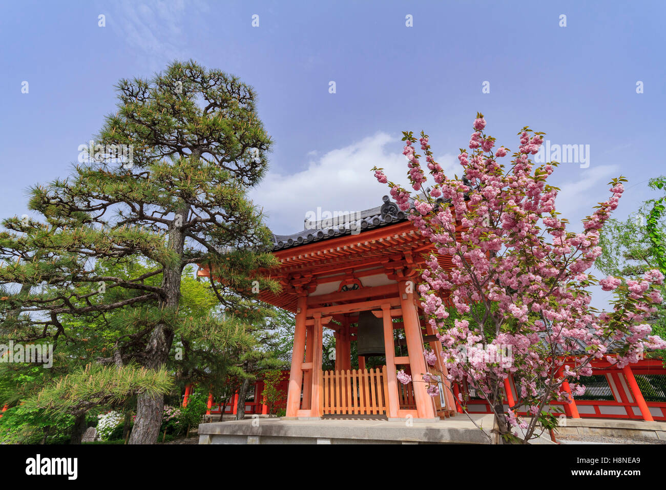 Temple rouge traditionnel et cerisiers en fleurs au Sanjusangen-do à Kyoto, Japon Banque D'Images