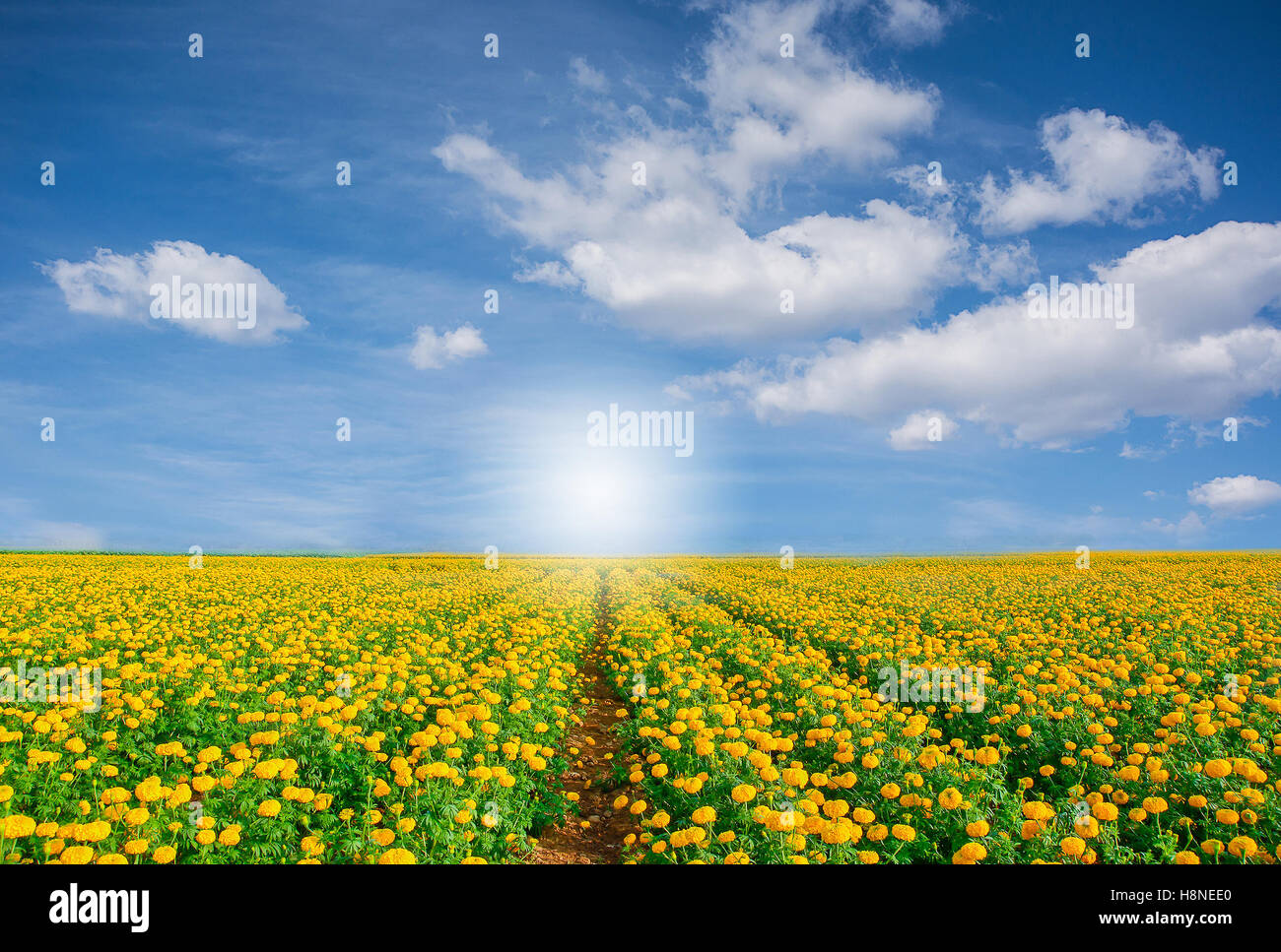 Marigold Champ avec fond de ciel bleu .industrie agricole concept. Banque D'Images