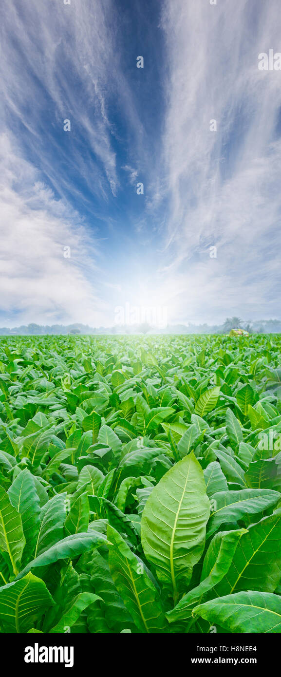 Champ de tabac vert avec fond de ciel.concept agricole,industrie agricole concept. Banque D'Images