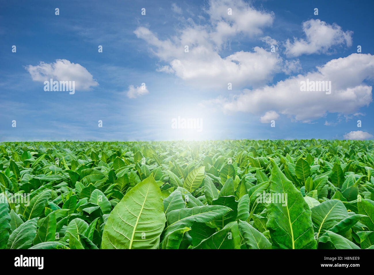 Champ de tabac vert avec fond de ciel.concept agricole,industrie agricole concept. Banque D'Images