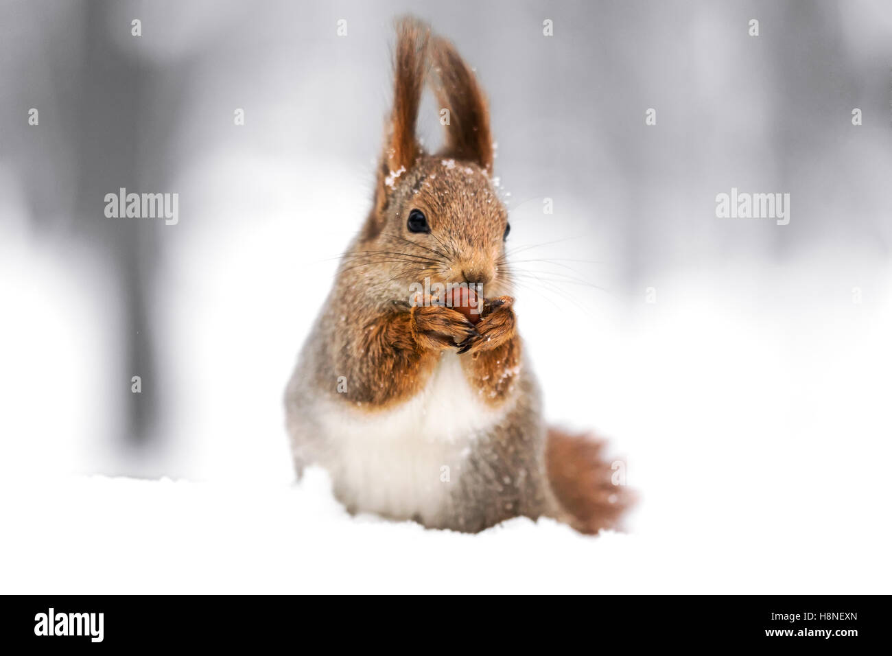 Funny fluffy squirrel sitting in winter park et l'alimentation, de l'écrou libre Banque D'Images
