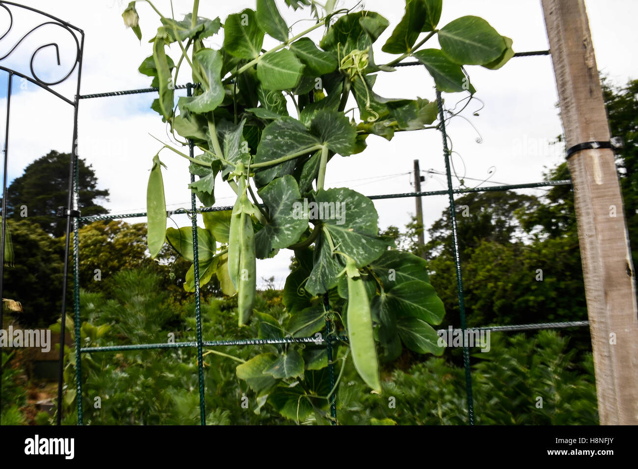 De plus en plus des pois dans la cuisine sur le jardin un jour de printemps pluvieux Banque D'Images