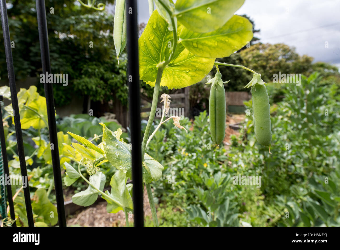 De plus en plus des pois dans la cuisine sur le jardin un jour de printemps pluvieux Banque D'Images