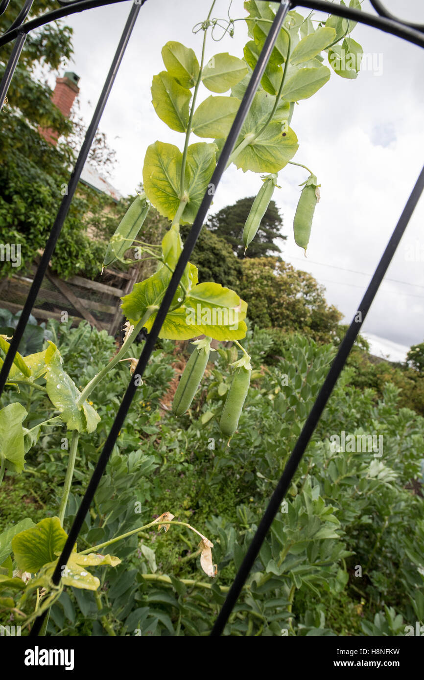 De plus en plus des pois dans la cuisine sur le jardin un jour de printemps pluvieux Banque D'Images