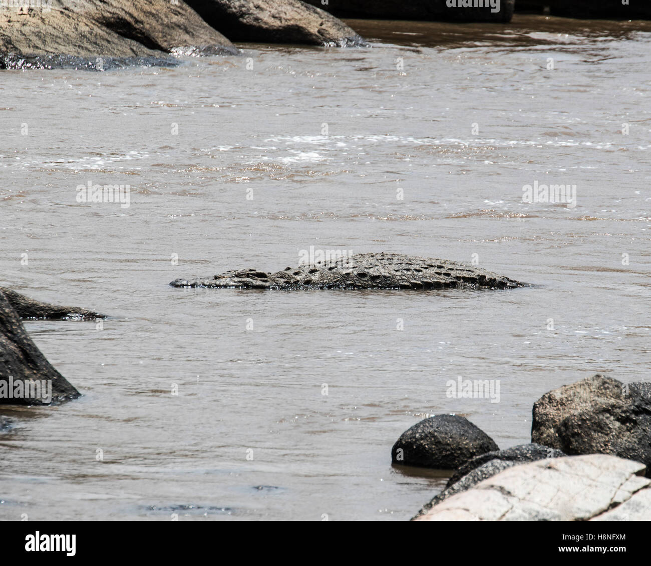 Crocodile du Nil se trouve dans la rivière Mara en Tanzanie Banque D'Images