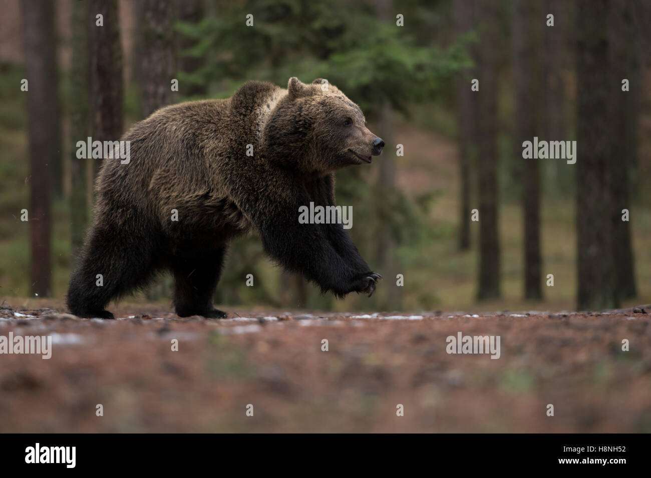 Ours brun européen / Braunbaer ( Ursus arctos ) sur la course, course, saut, pris forme un faible point de vue, plein de joie. Banque D'Images