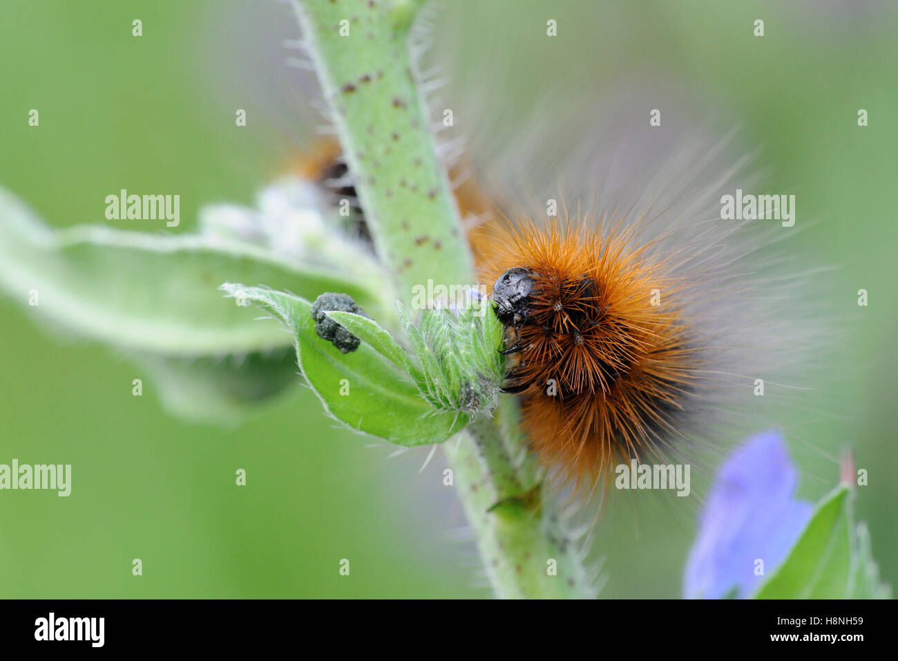 Ours laineux ( Arctia caja ) chenille du jardin Tiger Moth se nourrissant sur plante typique, bugloss de Viper ( Echium vulgare ), faune, Europe. Banque D'Images