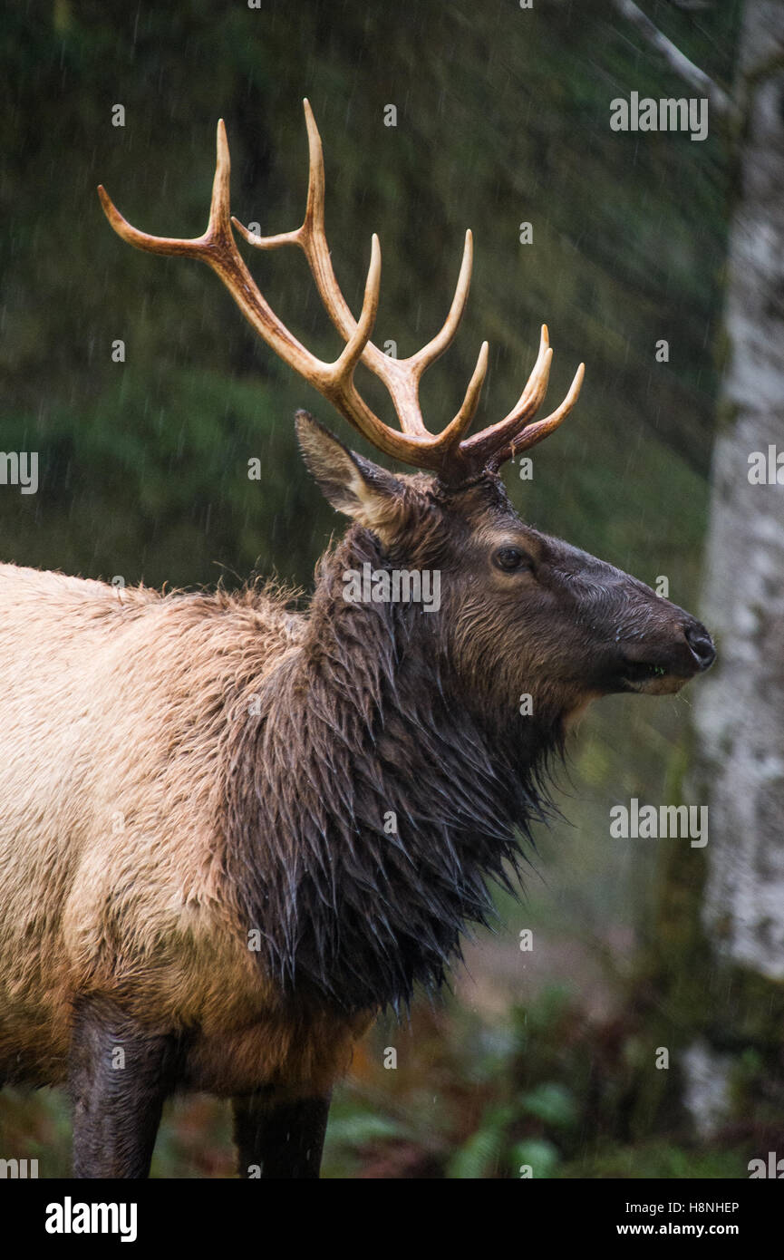 Le wapiti de Roosevelt dans la pluie dans la forêt de la rivière Hoh, Washington State Banque D'Images
