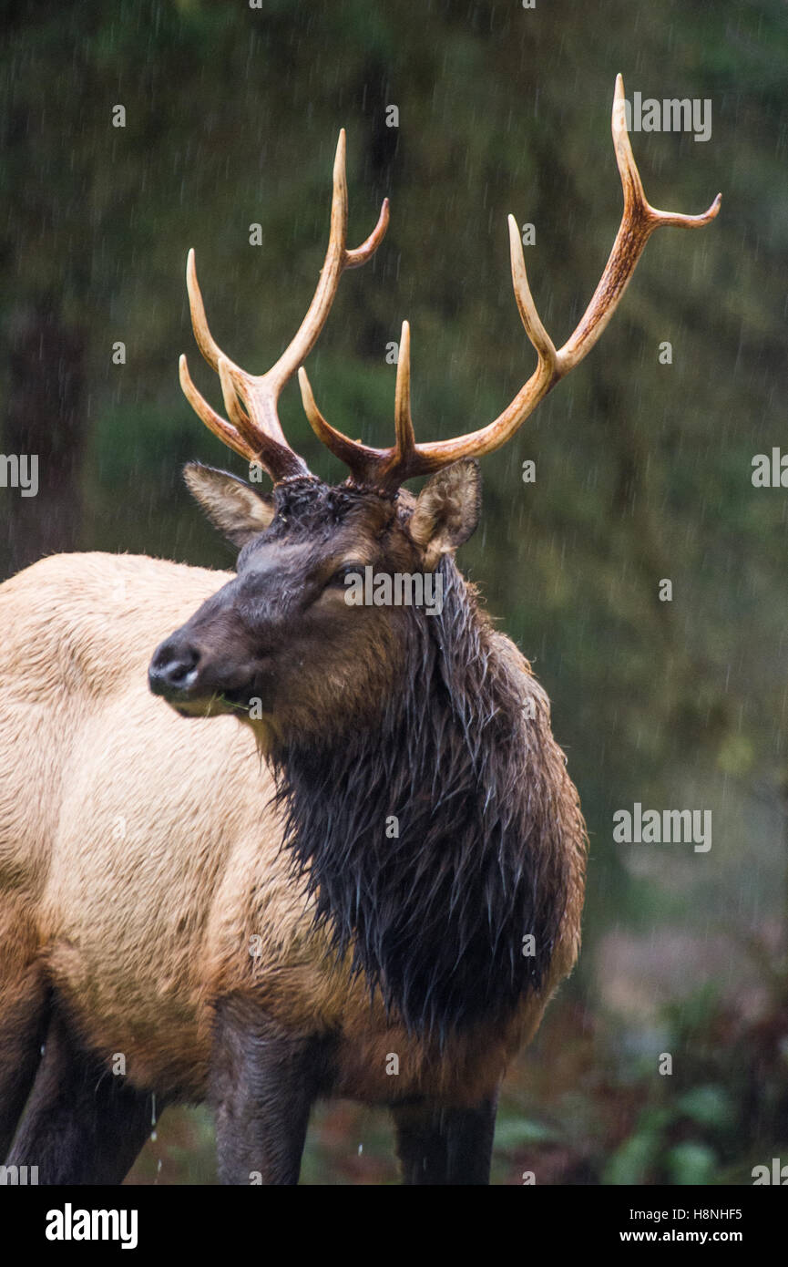 Le wapiti de Roosevelt dans la pluie dans la forêt de la rivière Hoh, Washington State Banque D'Images