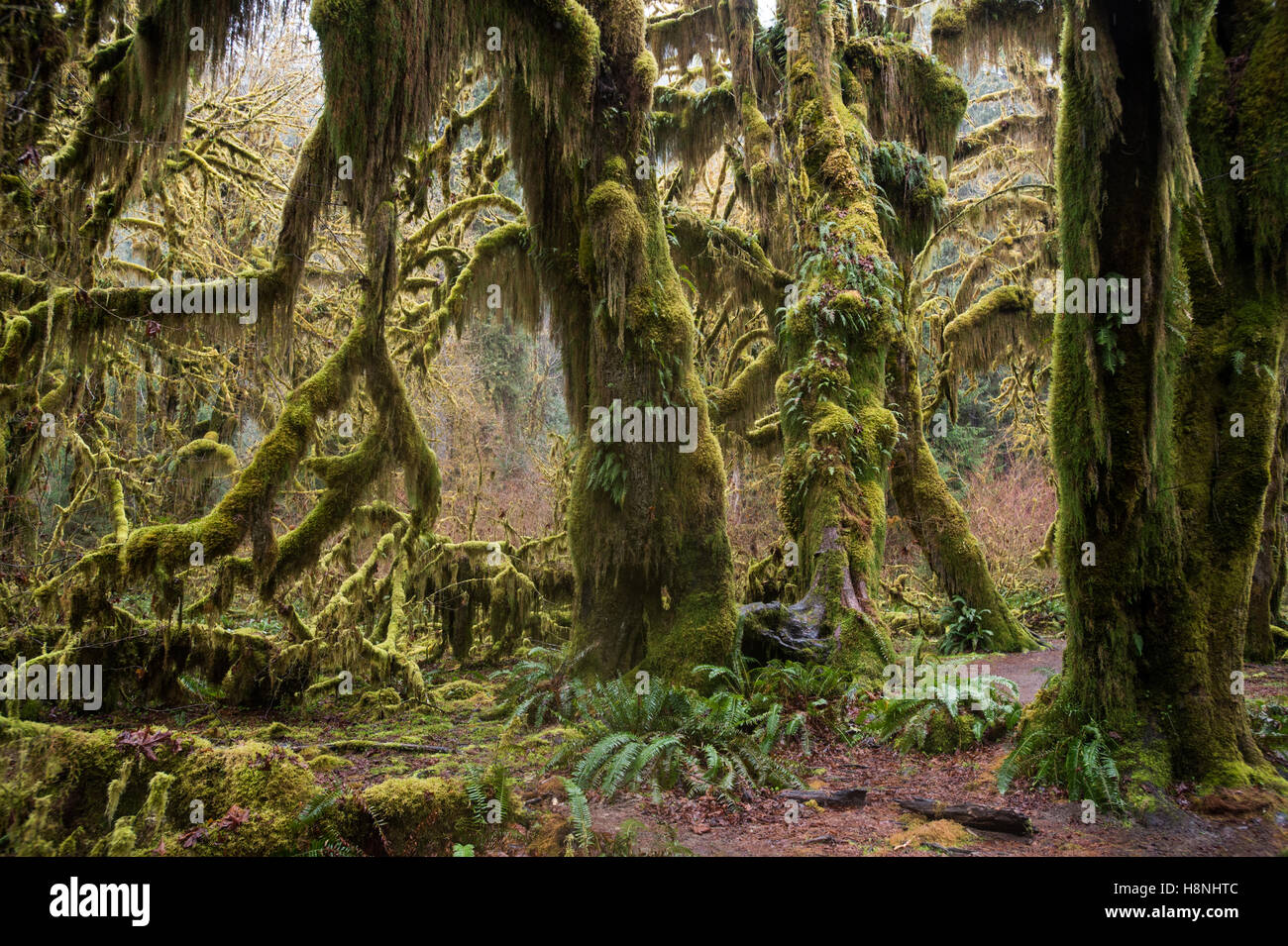 Les arbres et les fougères drapé de mousse dans la forêt tropicale de Hoh, péninsule Olympique Washington Banque D'Images