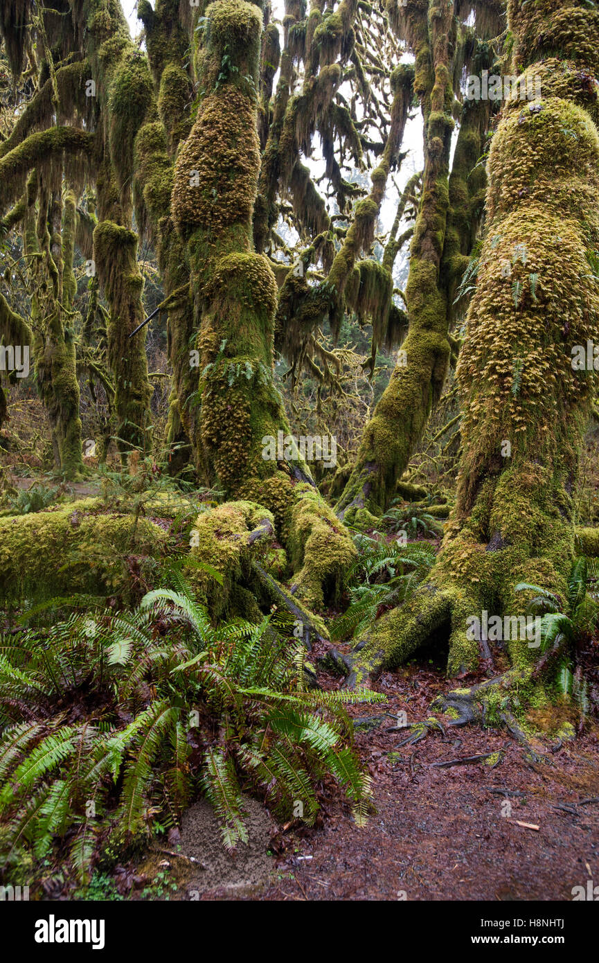 Les arbres et les fougères drapé de mousse dans la forêt tropicale de Hoh, péninsule Olympique Washington Banque D'Images