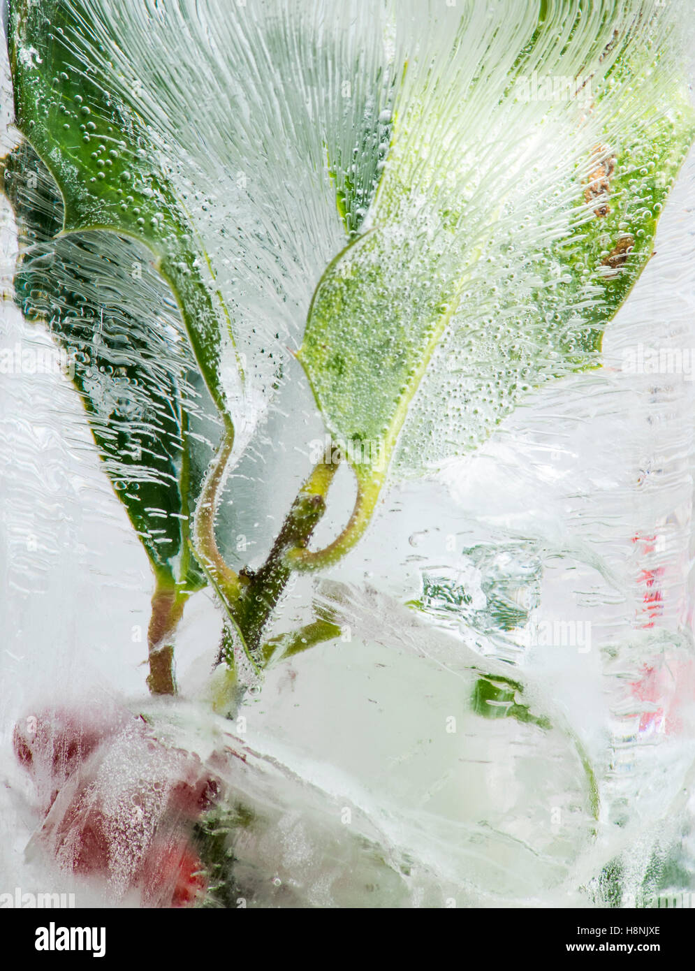 Libre des baies de houx et des feuilles d'un boîtier en bloc de glace solide, avec d'intéressantes tendances bulle d'air Banque D'Images