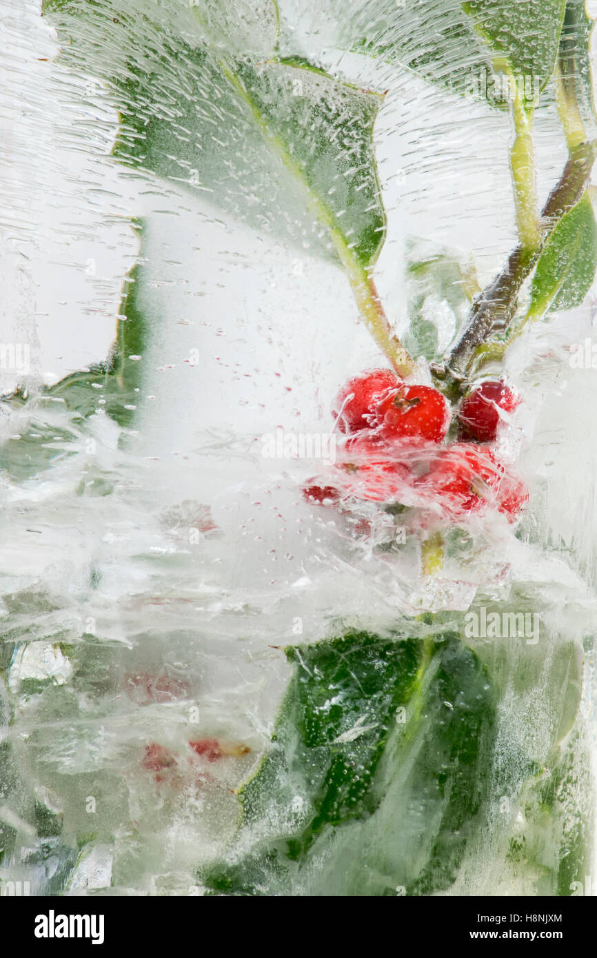 Libre des baies de houx et des feuilles d'un boîtier en bloc de glace solide, avec d'intéressantes tendances bulle d'air Banque D'Images