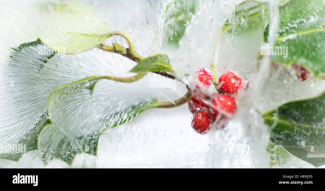 Libre des baies de houx et des feuilles d'un boîtier en bloc de glace solide, avec d'intéressantes tendances bulle d'air Banque D'Images