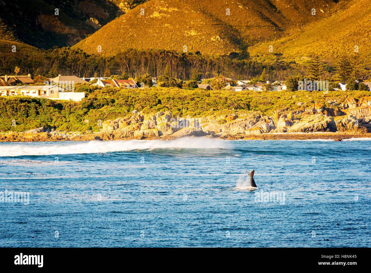 Queue de baleine flicks dans l'air pour les observateurs de baleines à Hermanus en Afrique du Sud Banque D'Images