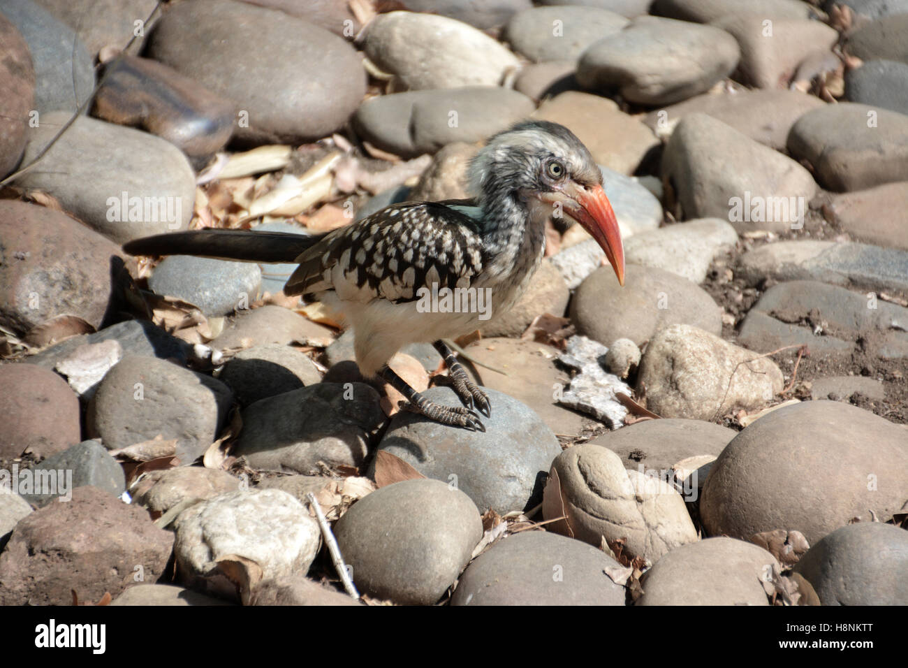 Oiseau Calao à bec rouge Banque D'Images