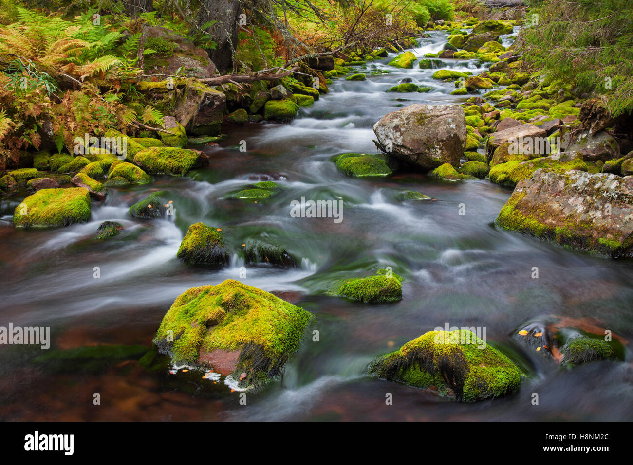 Rochers couverts de mousse dans Njupan Njupån tream / en forêt d'automne, Fulufjaellet / Parc National de Fulufjället, dalarna, Suède Banque D'Images