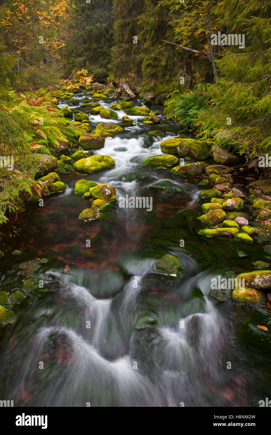 Rochers couverts de mousse dans Njupan Njupån tream / en forêt d'automne, Fulufjaellet / Parc National de Fulufjället, dalarna, Suède Banque D'Images
