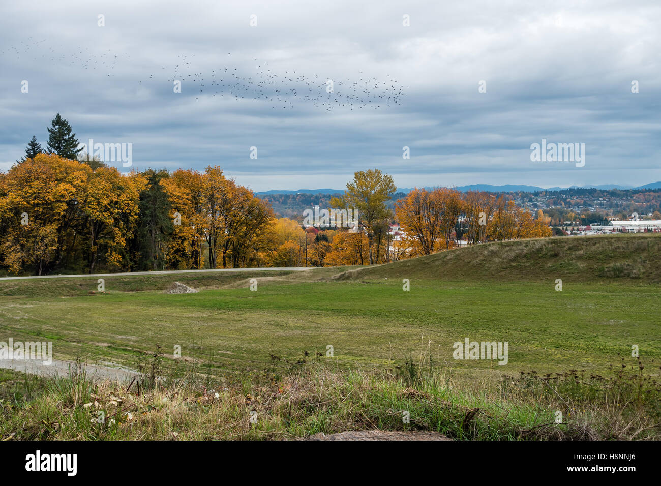 De nombreuses nuances de jaune automne sont révélé à Kent, Washington. Banque D'Images