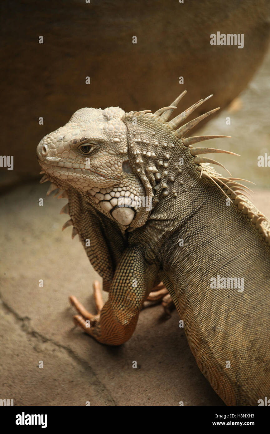 Iguana regarde autour de lui contre un rocher beige, Carthagène, Colombie, Amérique du Sud. Banque D'Images