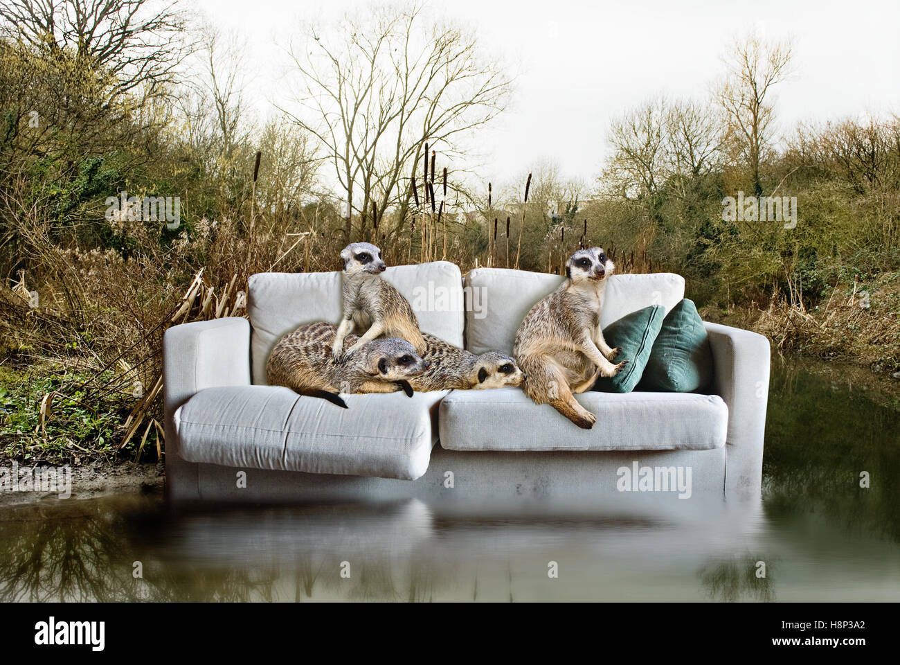 Concept de l'environnement, les suricates piégées sur une table. Banque D'Images