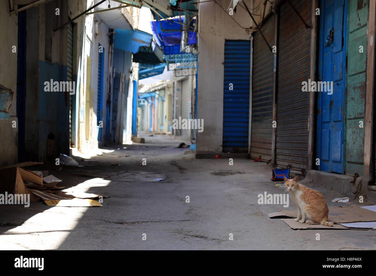 Chat sur Market street vide de Medina, Tunis, Tunisie Banque D'Images