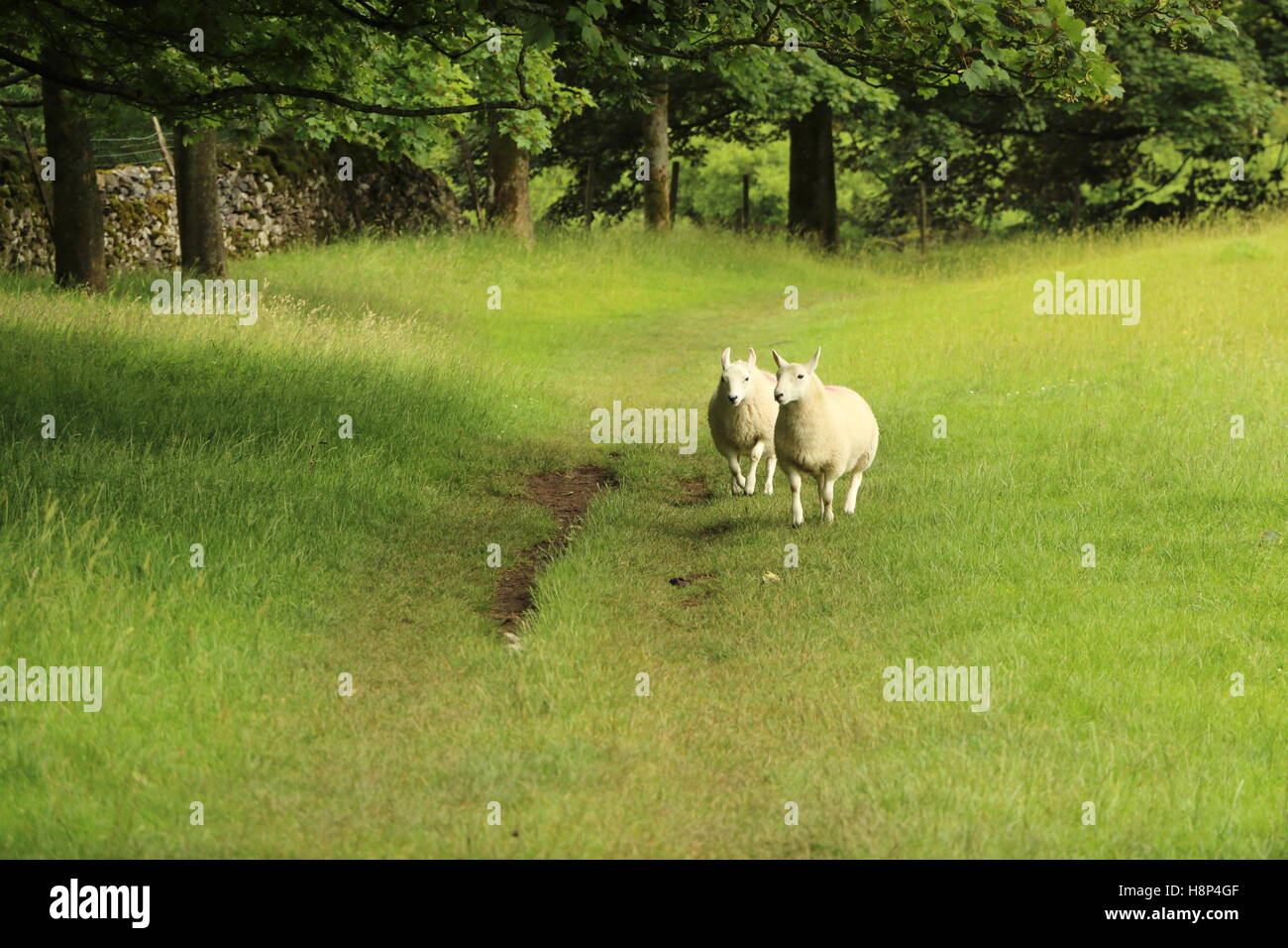 Deux moutons qui se tournent vers l'appareil photo le long d'une piste difficile à l'intérieur un champ herbacé Banque D'Images