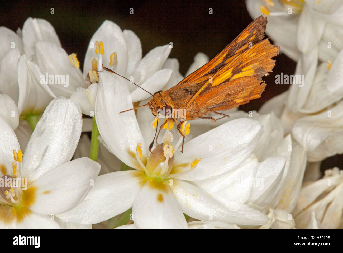 Orange et noir coloré Australian Tiger Moth, Amata, espèces de fleurs blanches sur fond noir de l'Ornithogalum contre Banque D'Images