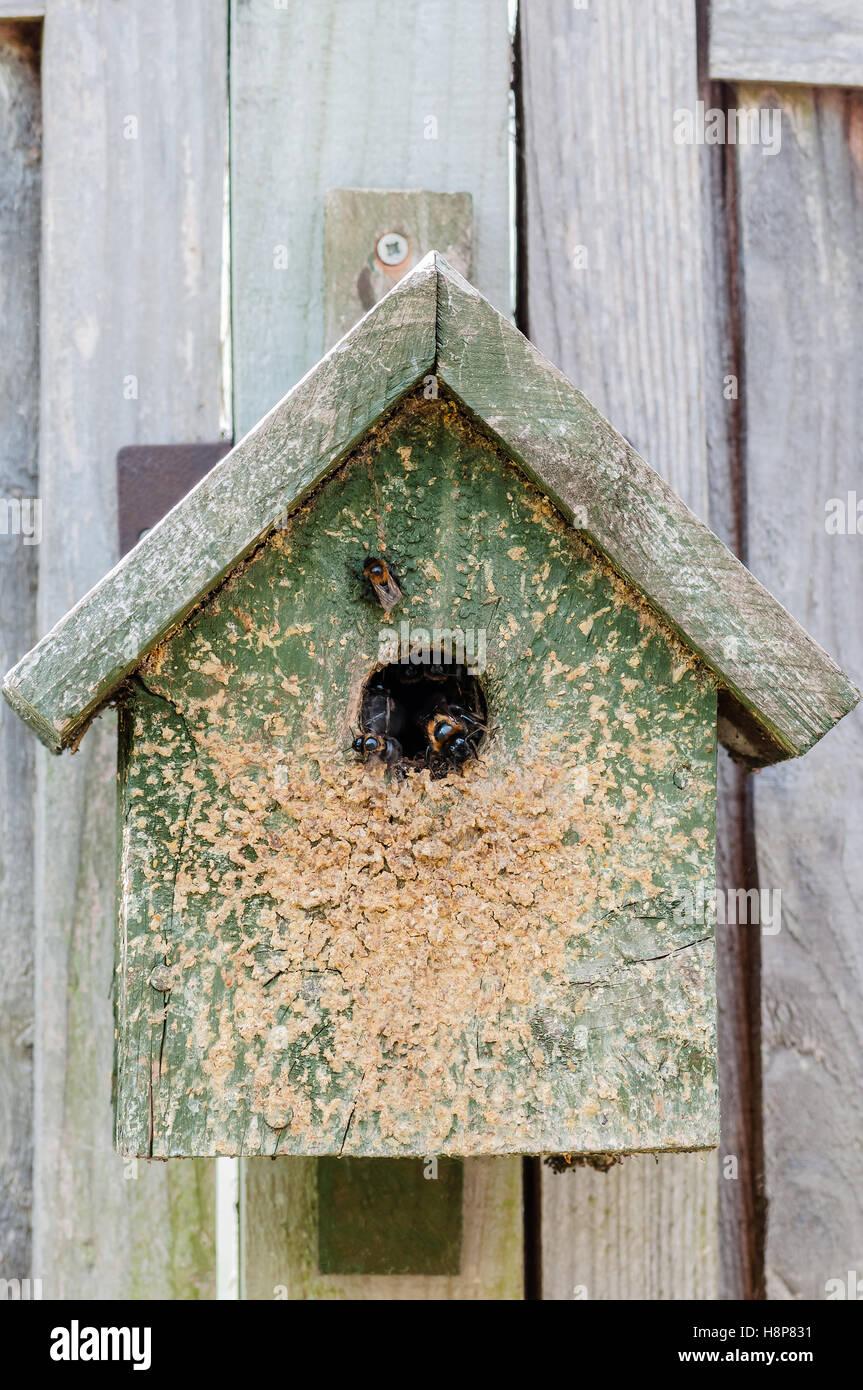 Bumblebee nid ruche par l'homme en bois sont un hanging on fence Banque D'Images