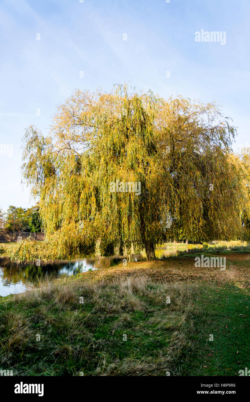 Saule pleureur en automne à Hampton Wick étang dans Home Park, Surrey, England, UK Banque D'Images
