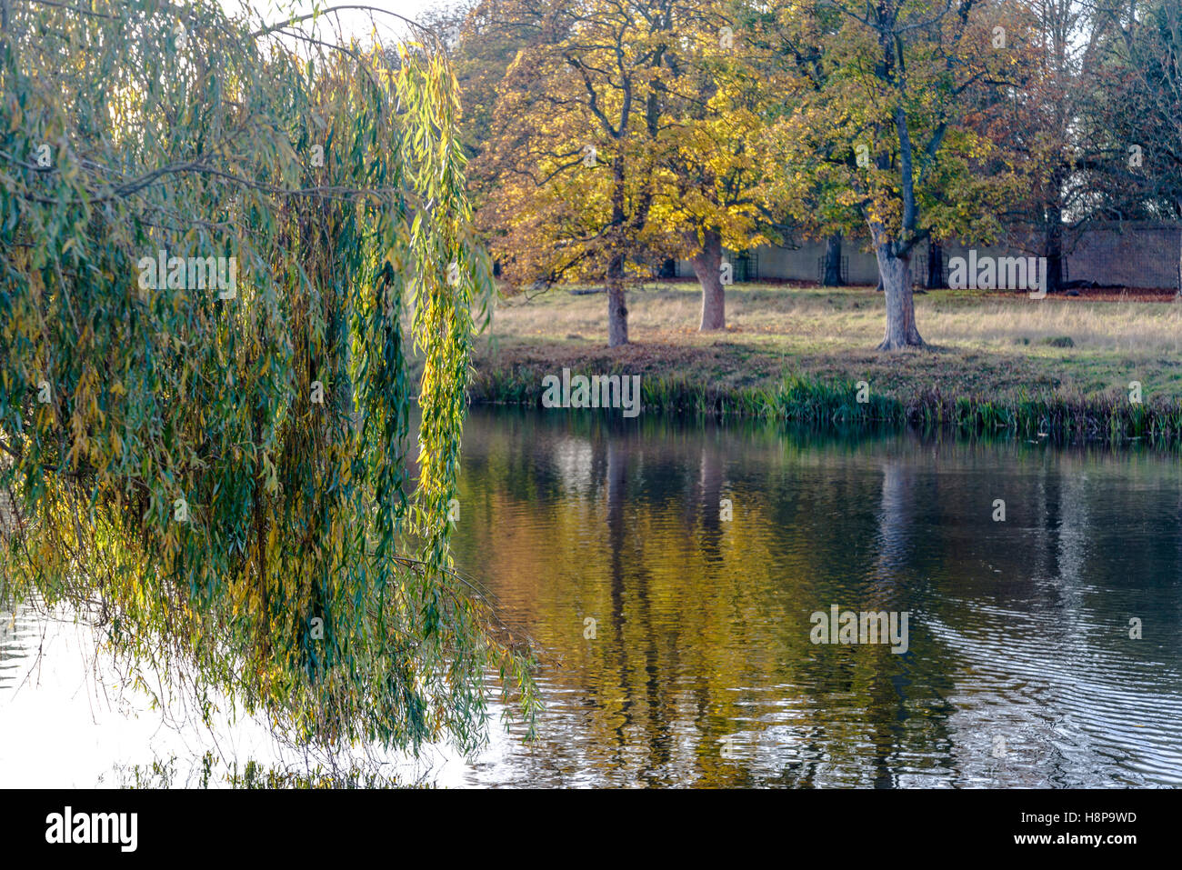 Saule pleureur en automne à Hampton Wick étang dans Home Park, Surrey, England, UK Banque D'Images