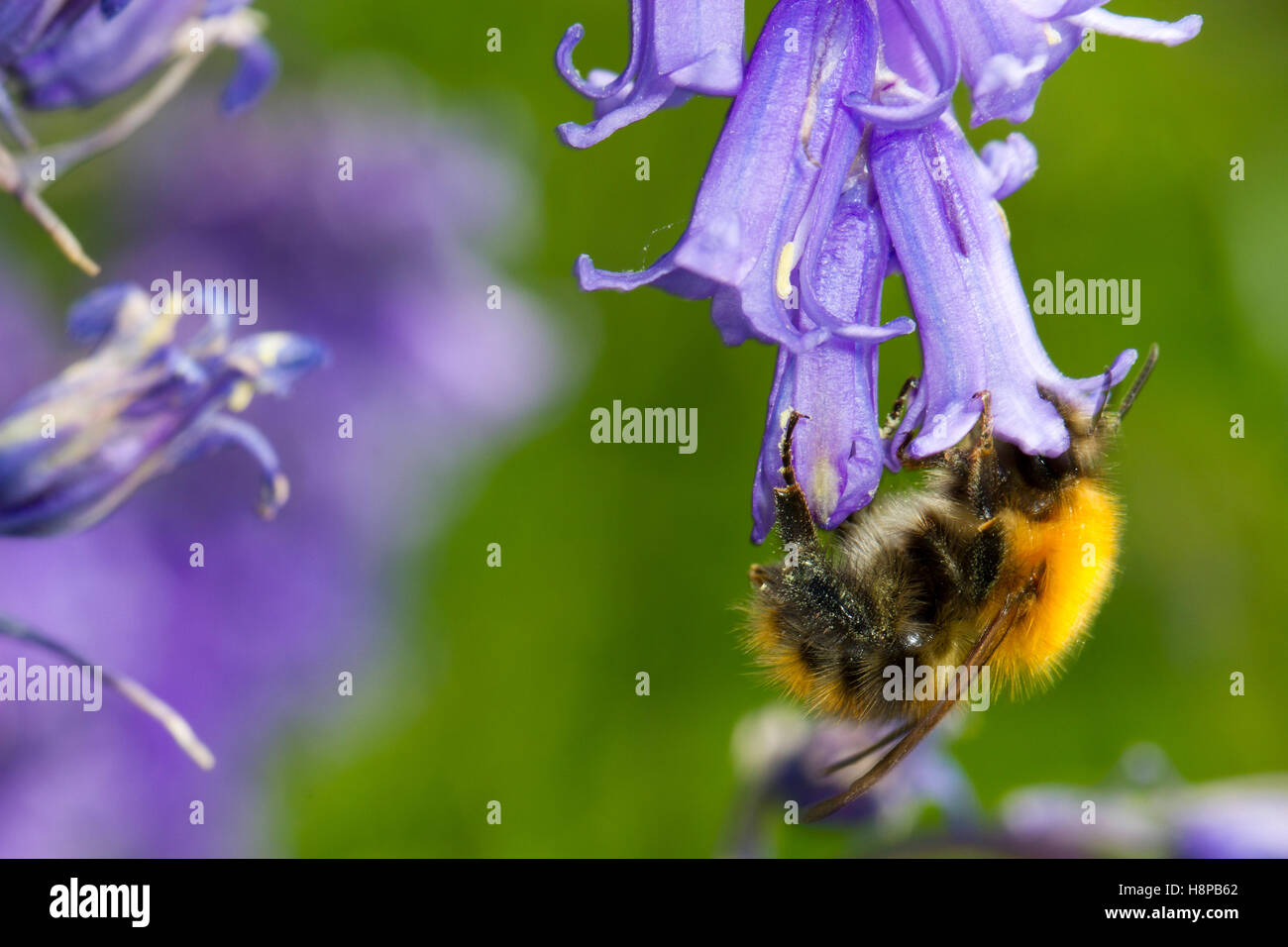 Les bourdons (Bombus Cardeur commun pascuorum) dans l'alimentation des travailleurs adultes un bluebell (Hyacinthoides non-scripta) fleur. Banque D'Images