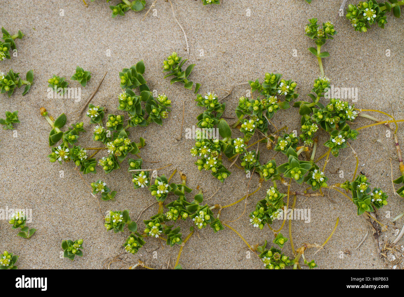 Sabline Mer (Honckenya peploides) floraison sur une dune de sable. Carmarthenshire, Pays de Galles. Mai. Banque D'Images