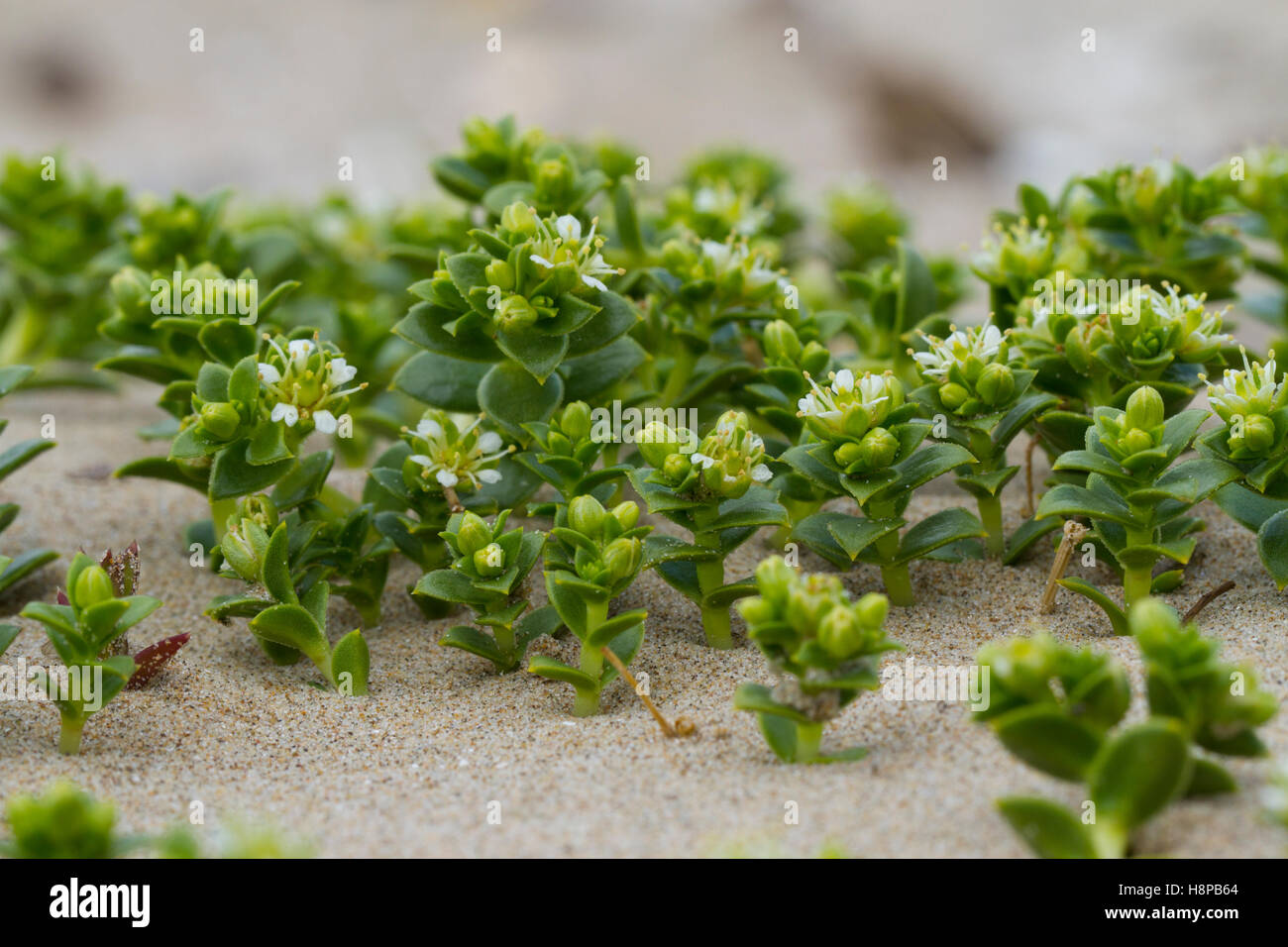 Sabline Mer (Honckenya peploides) floraison sur une dune de sable. Carmarthenshire, Pays de Galles. Mai. Banque D'Images