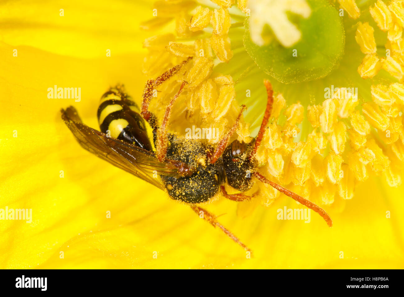 Marsham's Nomad (abeille Nomada marshamella) femelle adulte se nourrissant dans un Welsh Poppy Meconopsis cambrica (fleur). Powys, Pays de Galles. Mai. Banque D'Images