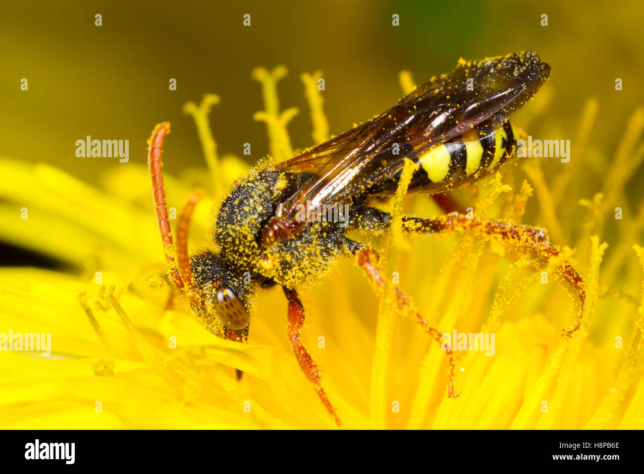 Marsham's Nomad (abeille Nomada marshamella) femelle adulte se nourrissant dans un Pissenlit (Taraxacum sp.) fleur. Powys, Pays de Galles. Mai. Banque D'Images