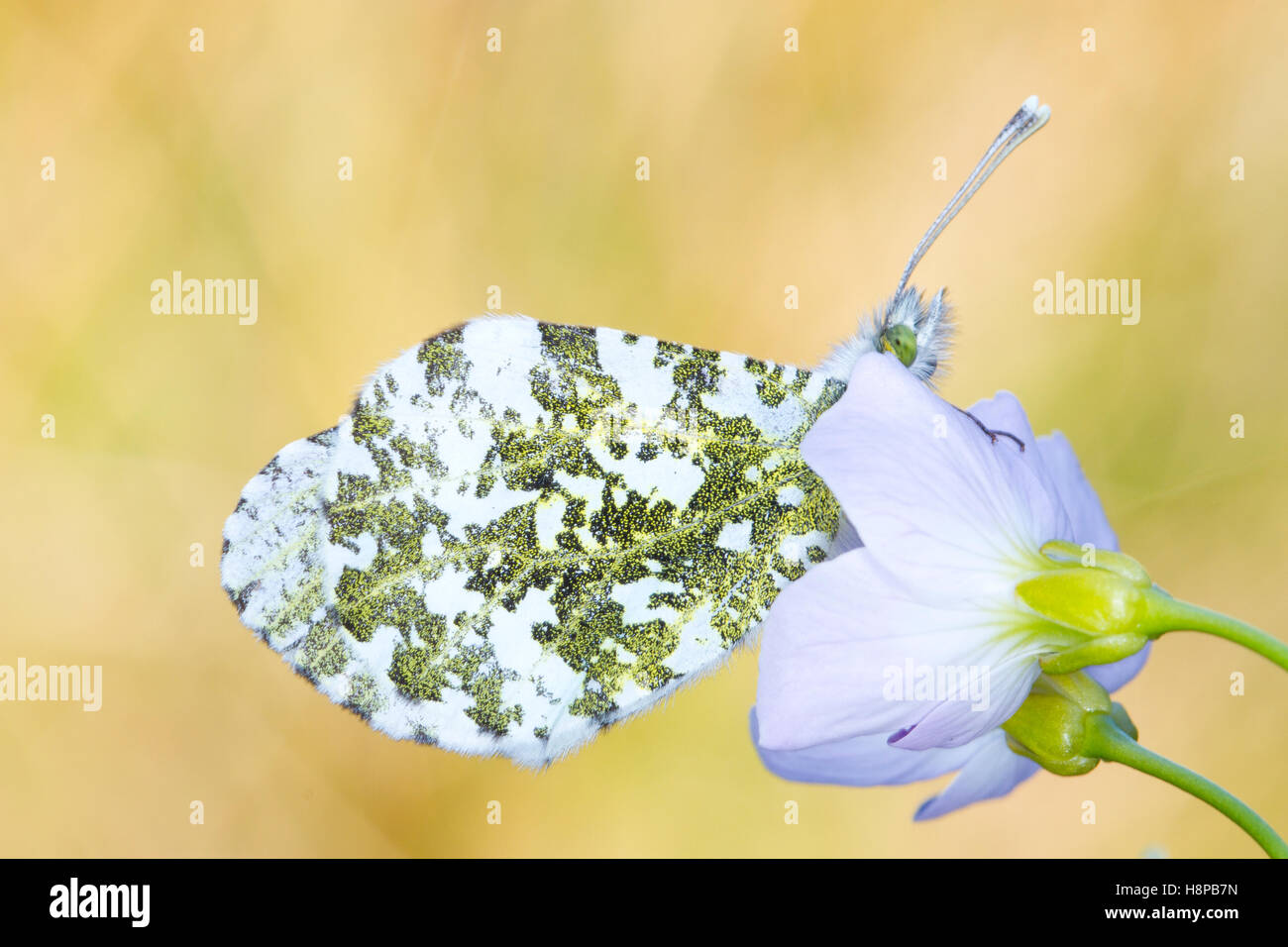 Orange-tip (Anthocharis cardamines) papillon adulte se percher au crépuscule sur une Lady's Smock (Cardamine pratensis) fleur. Banque D'Images