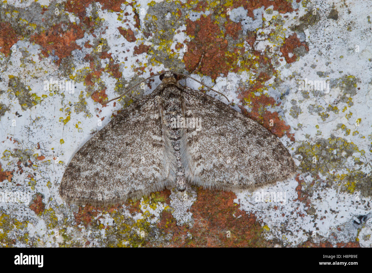Lits à rayures tapis sur place (Coenotephria salicata) papillon adulte reposant sur un mur. Powys, Pays de Galles. De juin. Banque D'Images