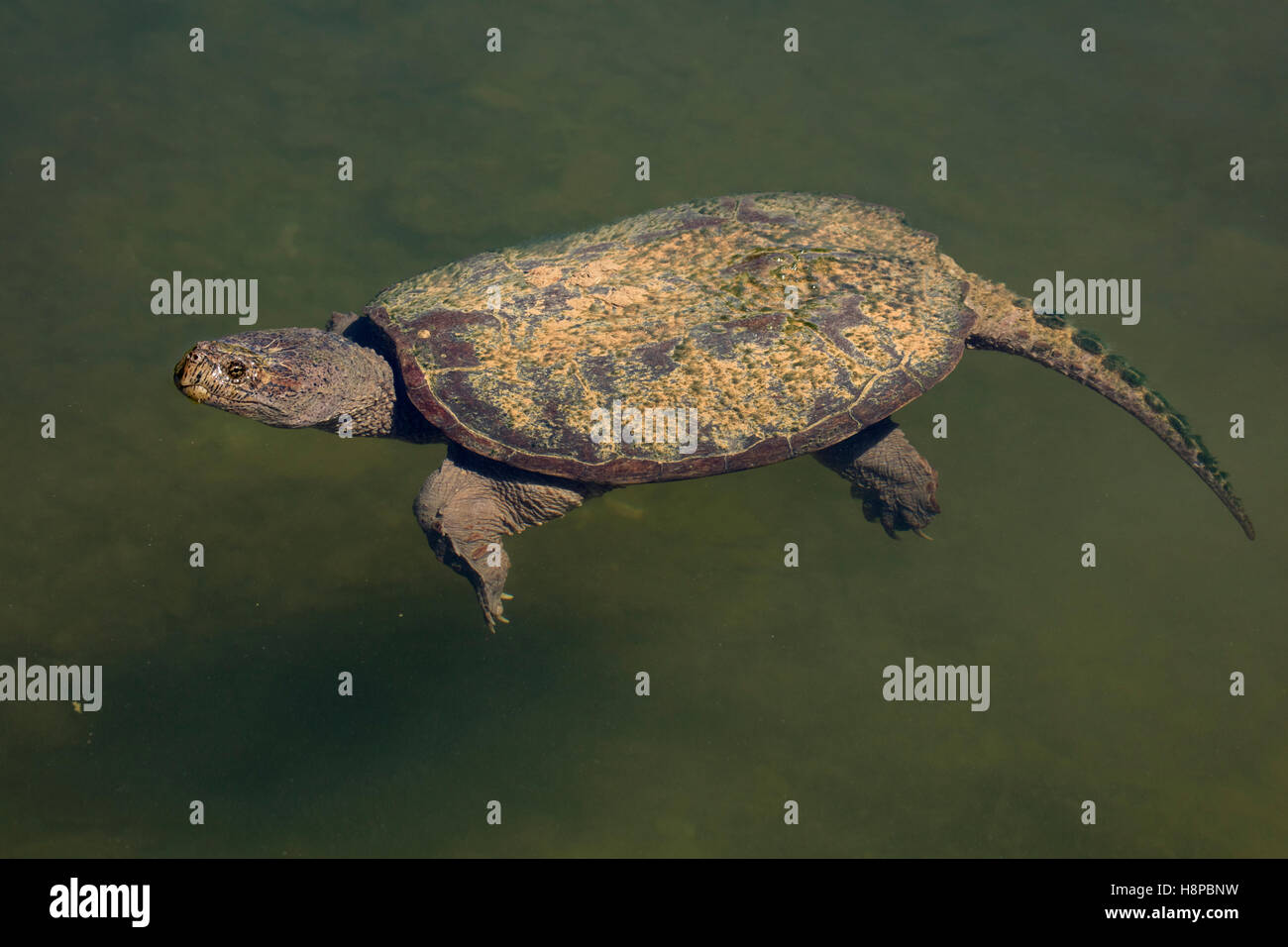 Tortue serpentine, Chelydra serpentina, manger la marigane blanche Banque D'Images