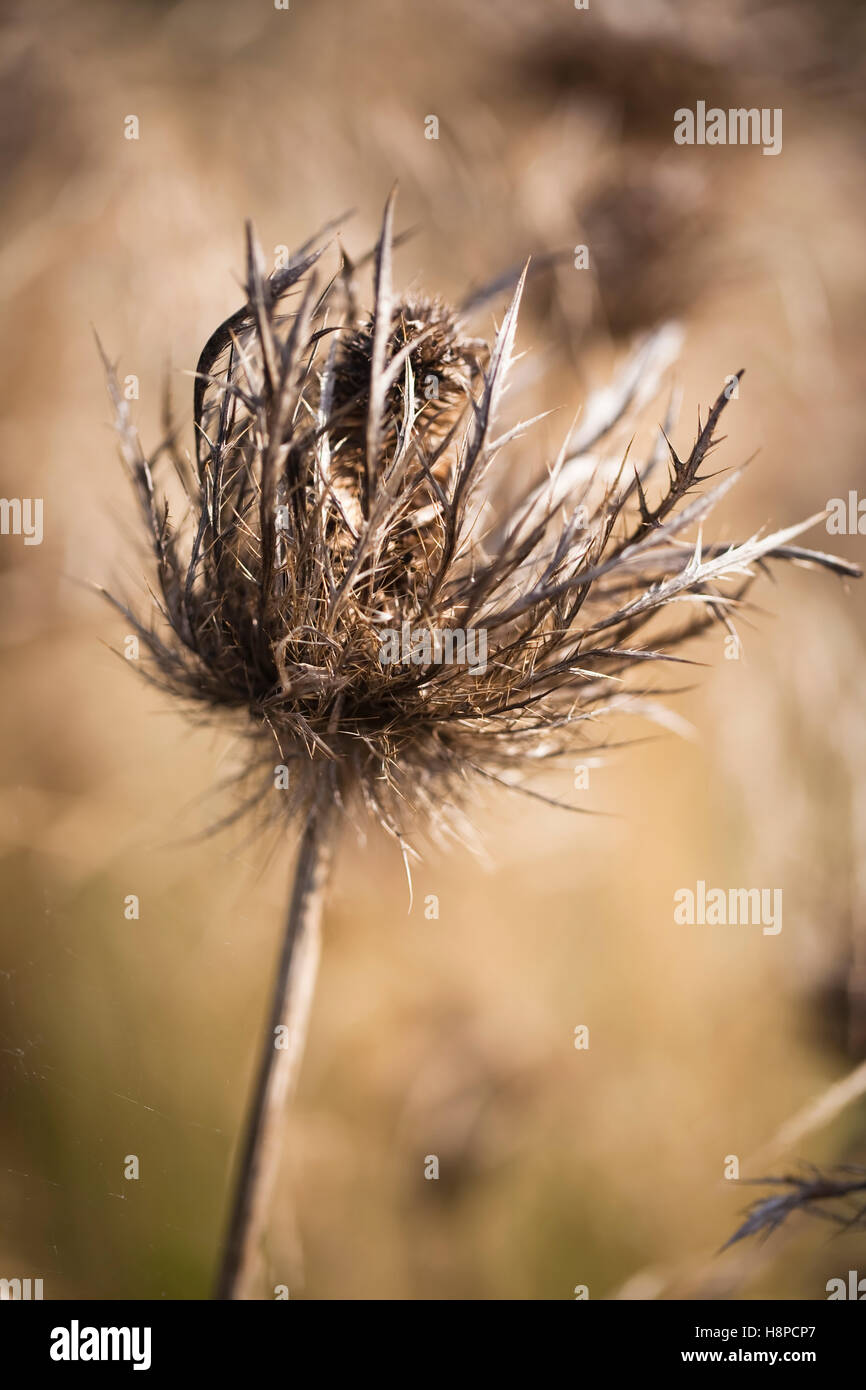 Tête de mer, Eryngium alpinum, Oudolf Field, Hauser & Wirth, Somerset