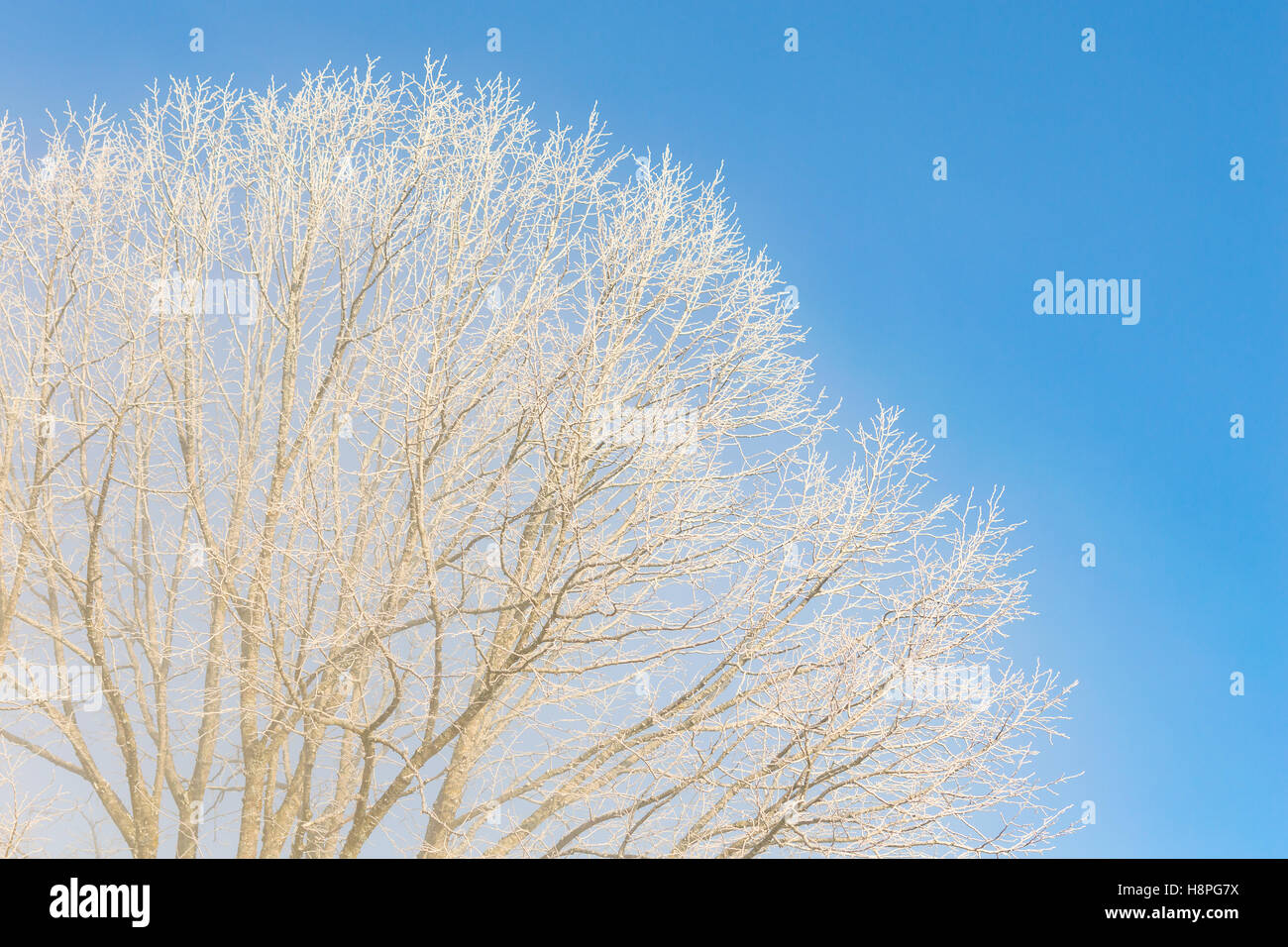 Météo d'hiver Nice Matin givré à décor avec des branches d'arbres gelés contre ciel ciel bleu Banque D'Images