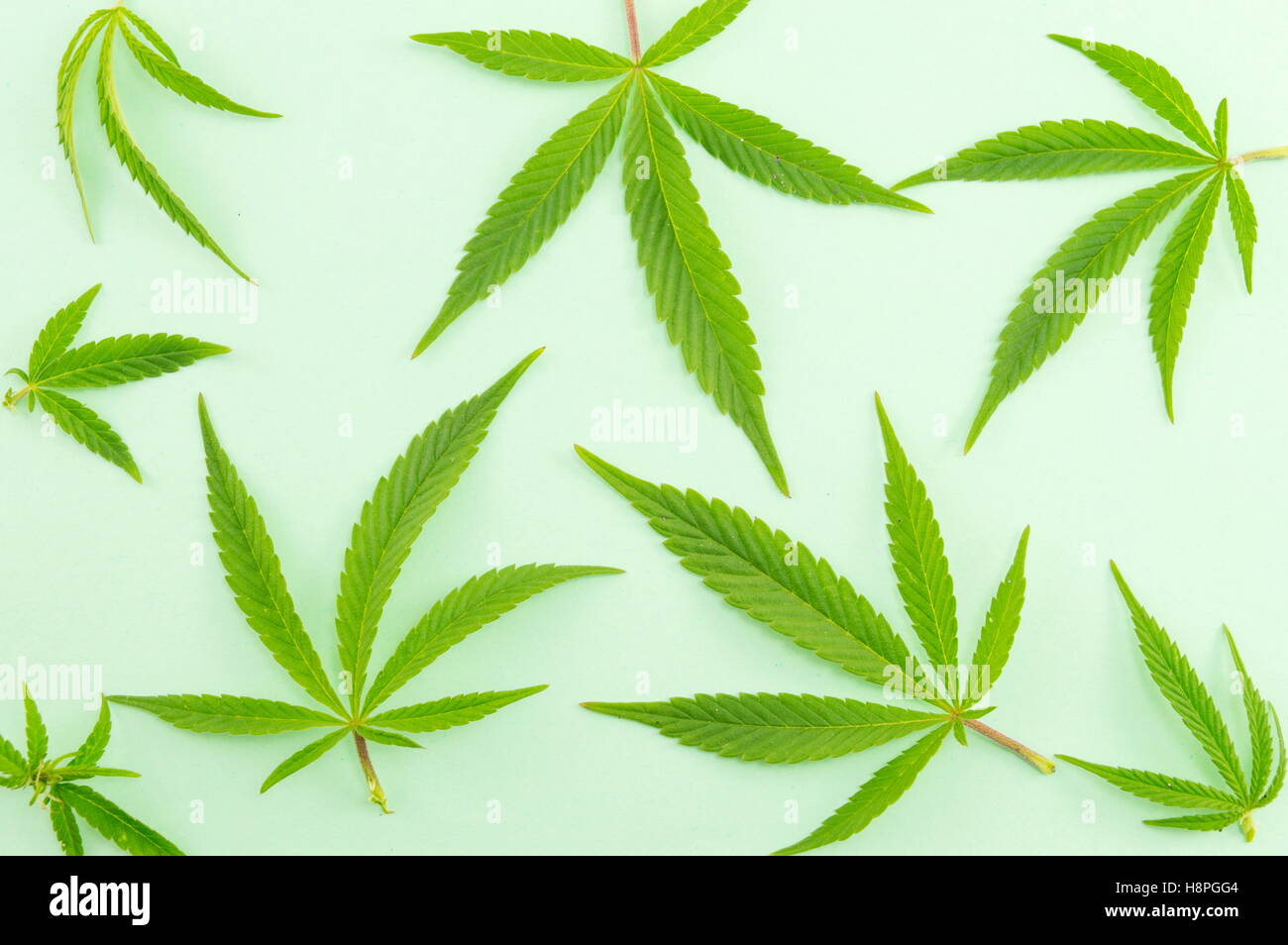 Bande de plants de marijuana sur fond vert Banque D'Images
