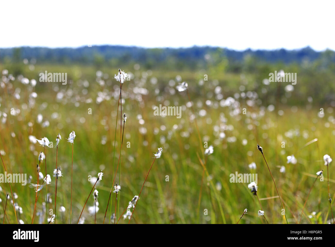 Paysage avec les linaigrettes (Eriophorum) par le bord d'un grand marécage en Finlande à l'été. Shallow dof, effet de flou. Banque D'Images