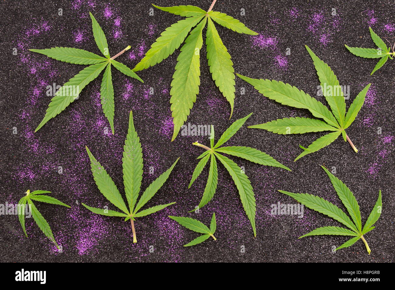 Bande de plants de marijuana sur fond brillant foncé Banque D'Images