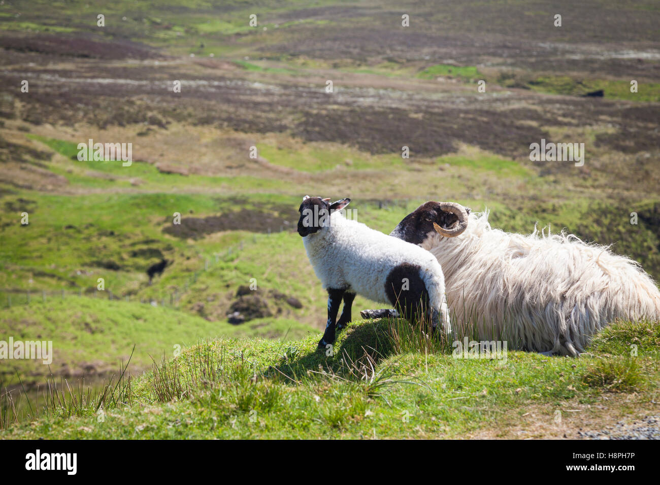 Moutons de la Scottish Higlands, Ecosse Banque D'Images