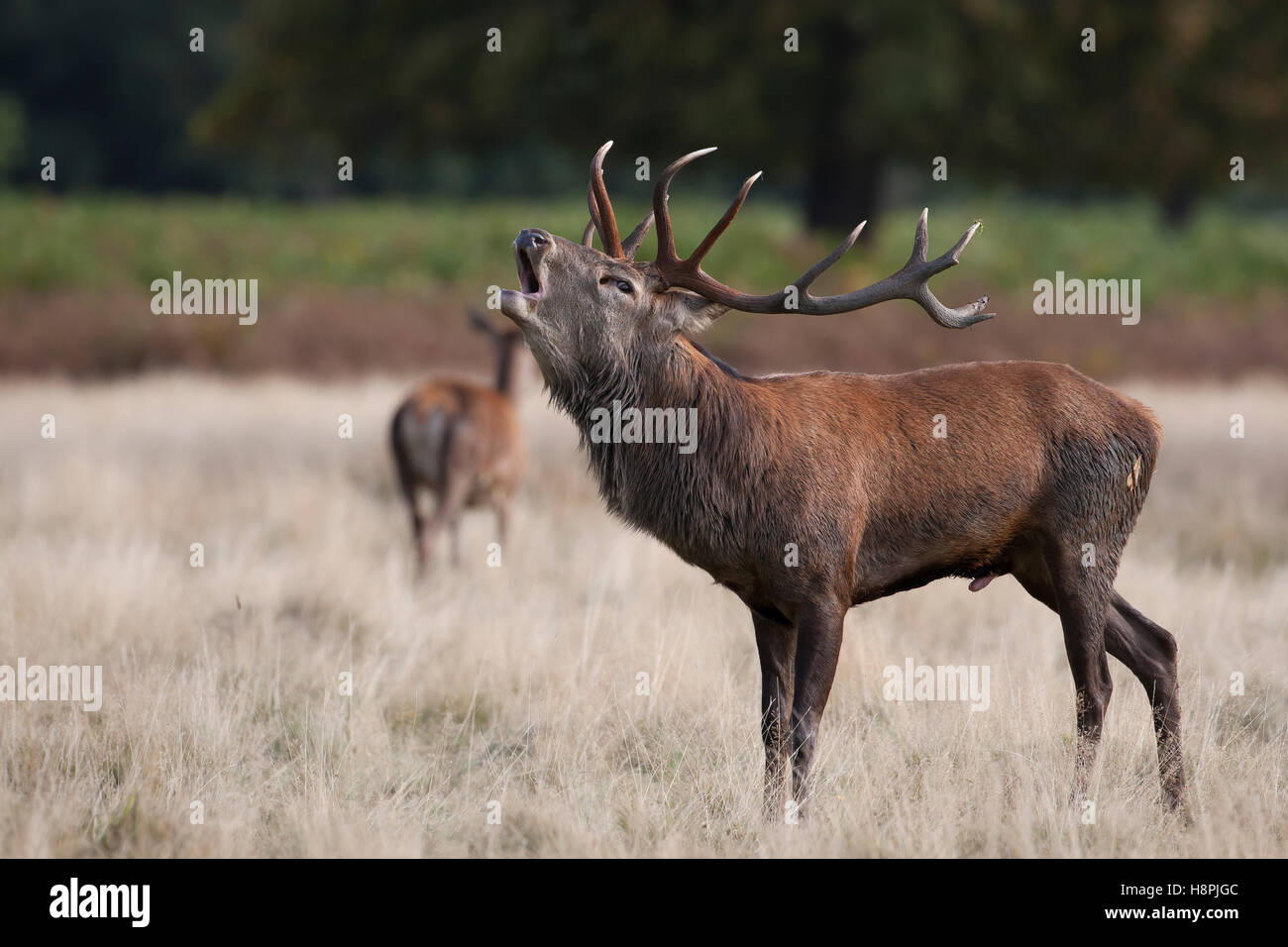 Red Deer stag dans la saison du rut rugissant Banque D'Images