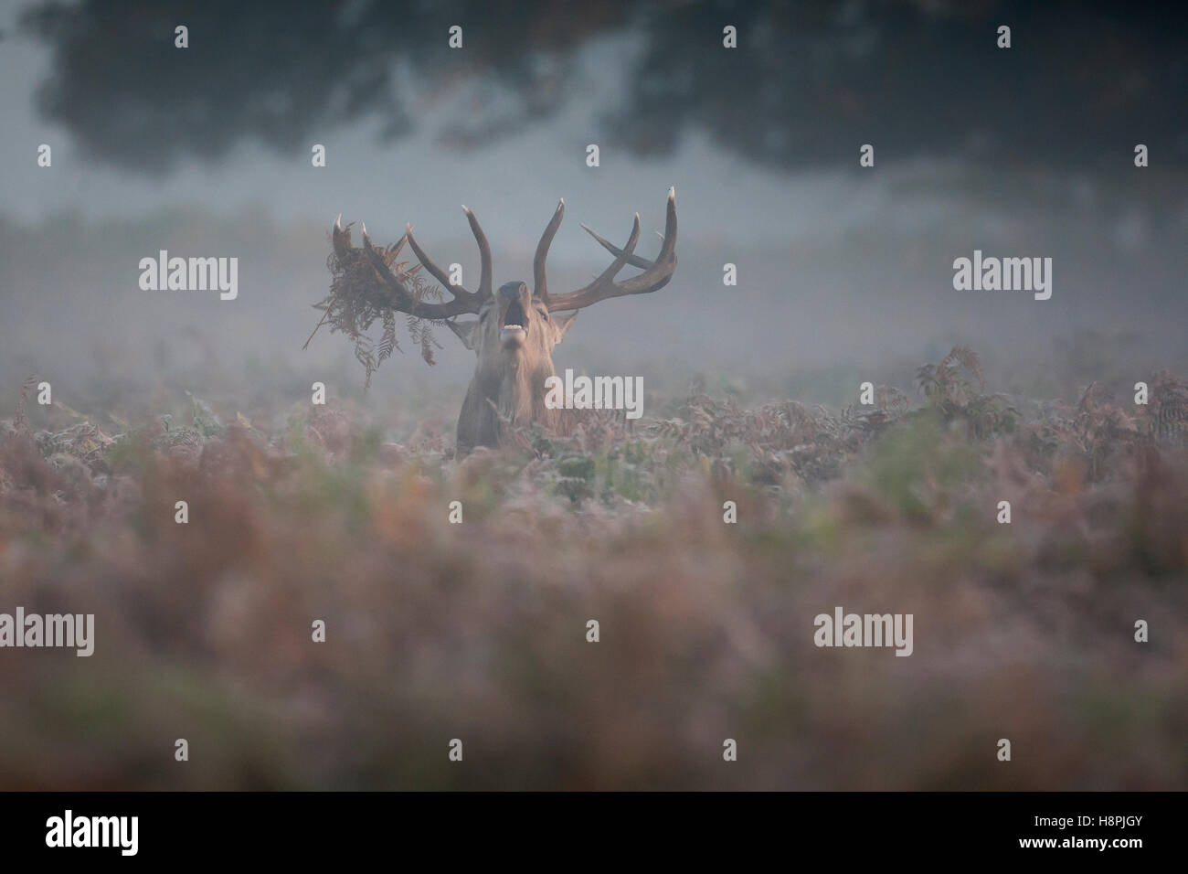 Red Deer stag au lever du soleil dans la brume matinale Banque D'Images