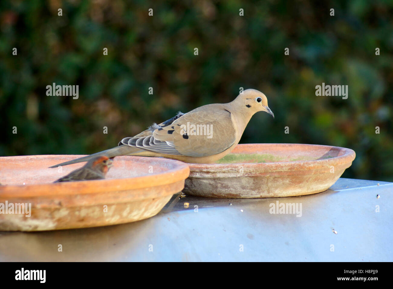 La Tourterelle triste dans une mangeoire pour oiseaux Banque D'Images